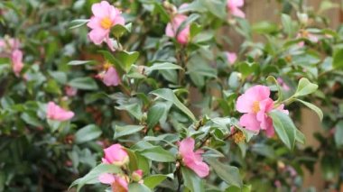 pembe çiçekli kamelya