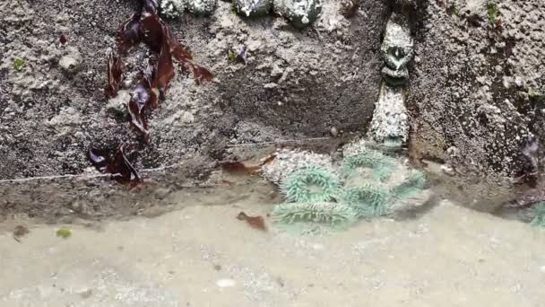 Anémones de la mer Verte dans une piscine à marée en Oregon — Video