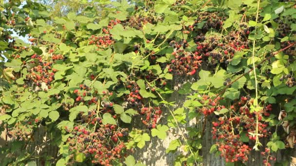 Bayas urbanas de verano — Vídeos de Stock