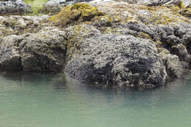 kıyı ekosistemleri