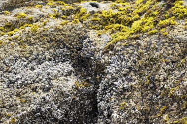 Mussels, Barnacles, Seaweed Closeup clipart