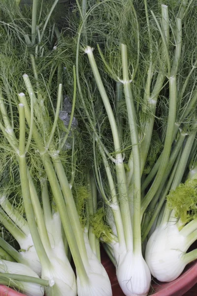 Fennel Bulbs and Tops — Stock Photo, Image