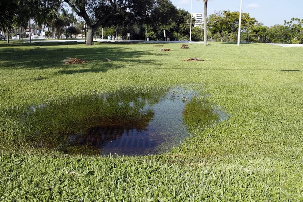 Clogged Storm Drain — Stock Photo, Image