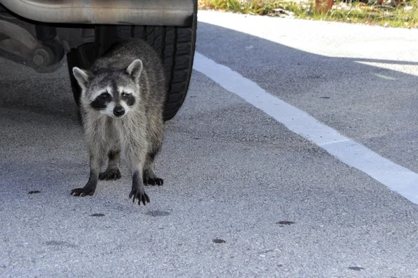 A Raccoon in Florida — Stock Photo, Image