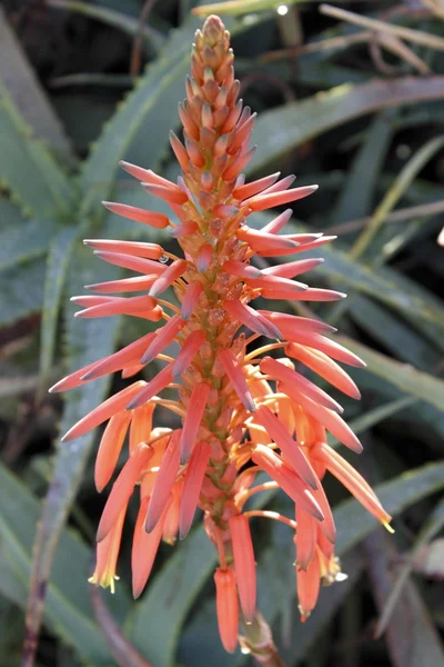 Aloe Vera Flower — Stock Photo, Image