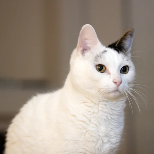 Calm Cat Profile — Stock Photo, Image