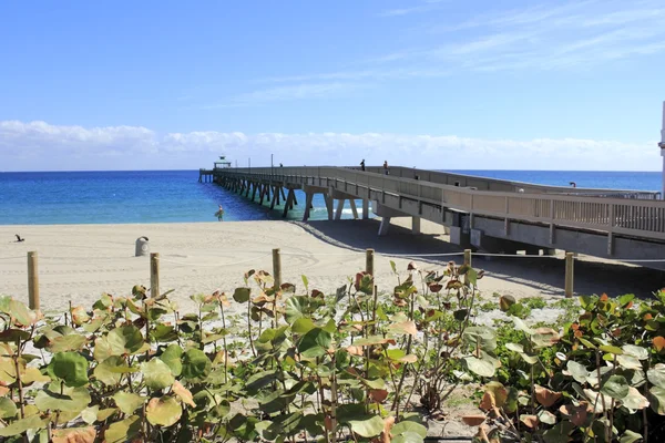 Pier v deerfield beach — Stock fotografie