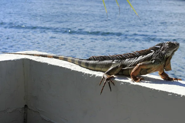 Grande Iguana na Flórida — Fotografia de Stock