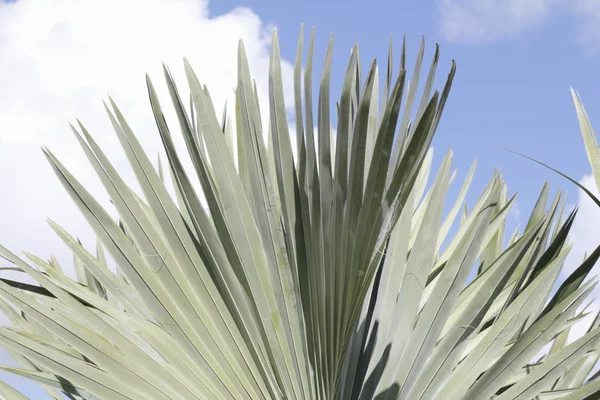 Fan Palm Leaves Outdoor Background — Stock Photo, Image