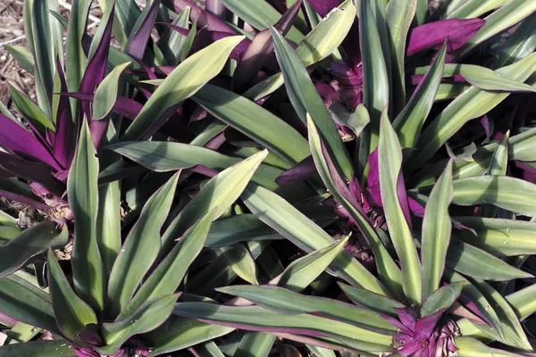 Beautiful Green and Purple Plant — Stock Photo, Image
