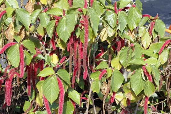 Güzel acalypha pendula veya firetail bitki — Stok fotoğraf