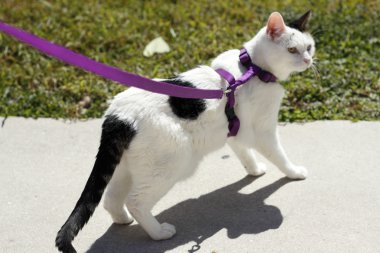 bir emniyet kemeri takıyor kedi