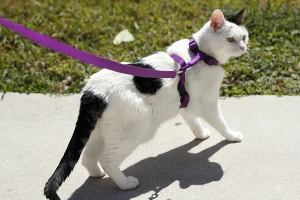 Feline Wearing a Harness — Stock Photo, Image