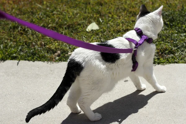 Cat on a Purple Leash — Stock Photo, Image
