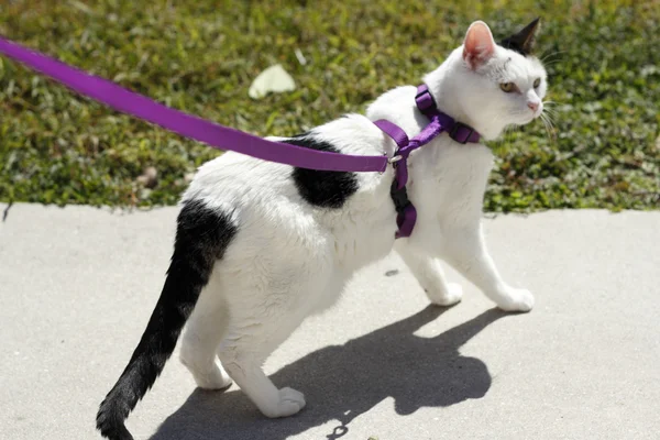 Feline Wearing a Harness Royalty Free Stock Images