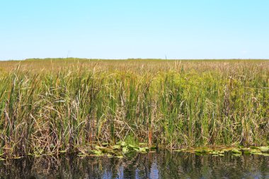 Everglades Ulusal Parkı