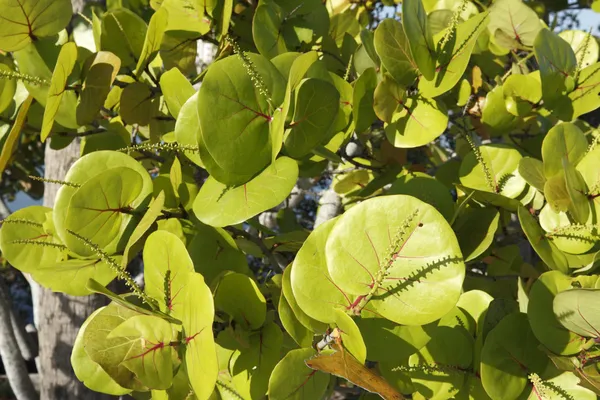 Folhas de uva do mar ensolarado — Fotografia de Stock