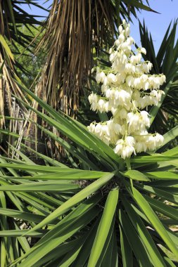beyaz çiçekler yucca bitki