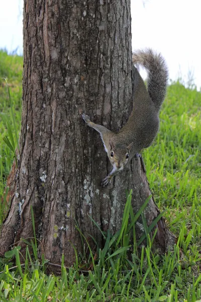 Eichhörnchen auf einem Baum — Stockfoto