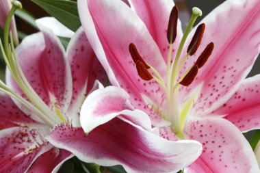 Stargazer lily çiçekler portre