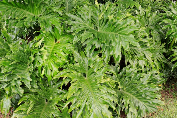 Large Green Leaves Evergreen Plant Usually Known Philodendron Outdoors Closeup — Stock Photo, Image