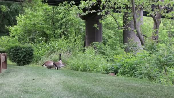 Three Geese Eating Grass While One Looks Out Danger Plants — Stock Video