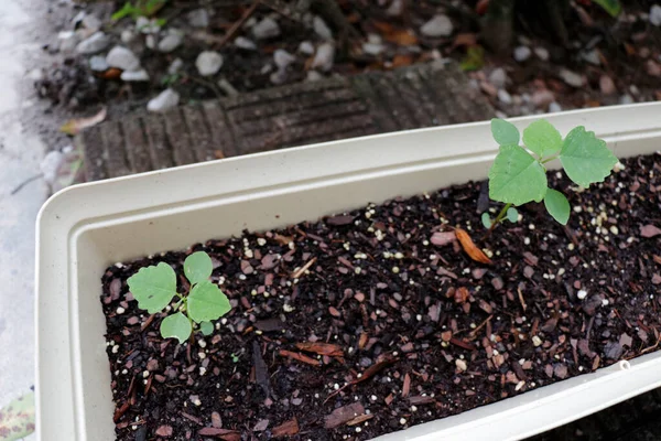 Nigella Sativa Also Known Black Cumin Seeds Growing Seedlings Outdoor — Stock Photo, Image