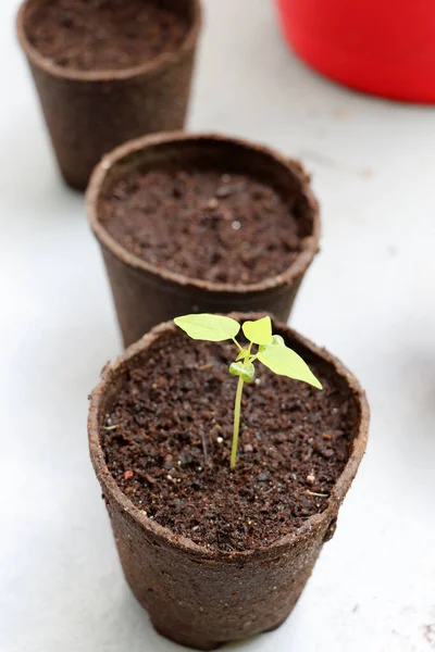 Planta Pequeña Papaya Que Crece Aire Libre Una Maceta Biodegradable —  Fotos de Stock