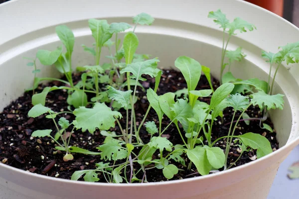 Variety Lettuce Seedlings Growing Potting Soil Beige Circular Plastic Planter — Stock Photo, Image