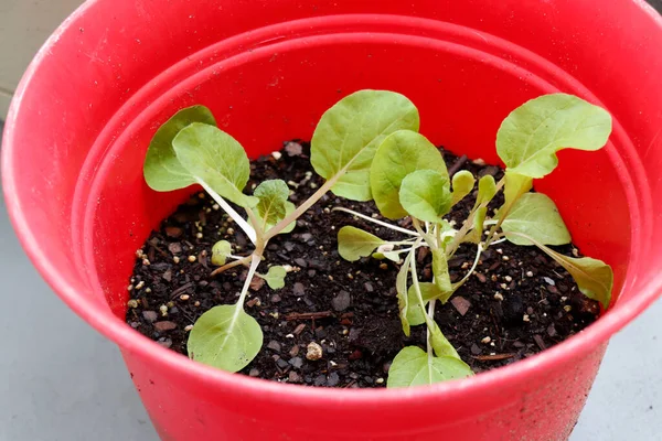 Quelques Petites Plantes Légumes Feuilles Utilisées Dans Les Salades Poussant — Photo