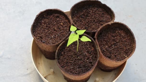 Una Pequeña Plántula Papaya Con Hojas Verdaderas Creciendo Suciedad Coco — Vídeos de Stock