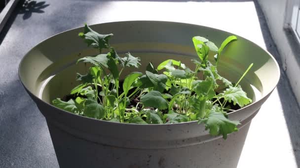 Mesclun Salat Sortenmischung Wächst Freien Einem Beigen Topf Topfpflanzen Der — Stockvideo