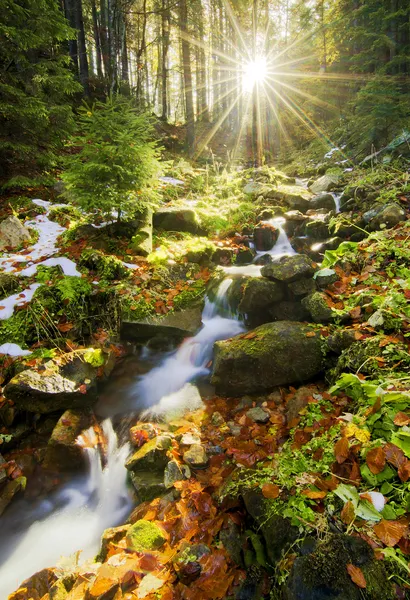 Primavera correndo através da floresta — Fotografia de Stock