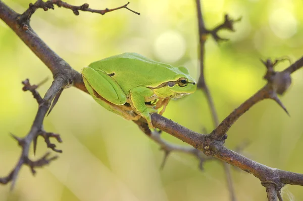 Hyla arborea среди ветвей деревьев — стоковое фото