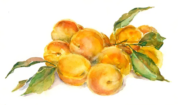 Apricots. — Stock Photo, Image