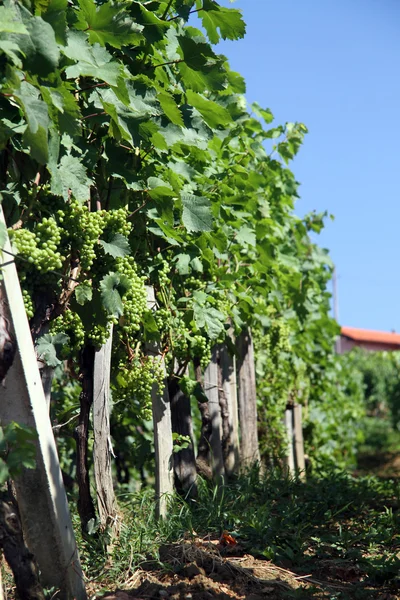 Vineyard and grapes — Stock Photo, Image