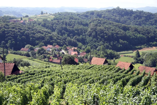 Vineyard and farm houses — Stock Photo, Image