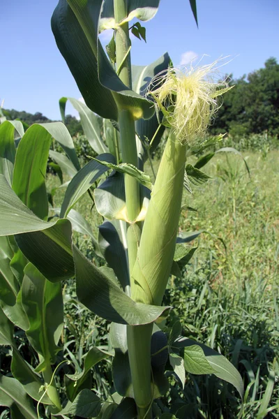 Kukuřice na poli — Stock fotografie