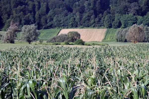 Kukorica a területen — Stock Fotó