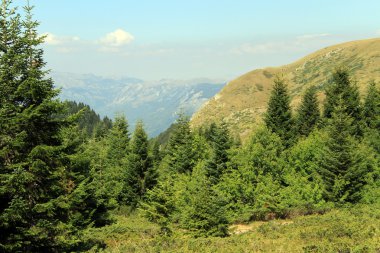 Forest Ulusal Parkı