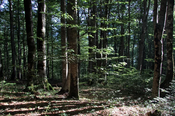 V lese — Stock fotografie