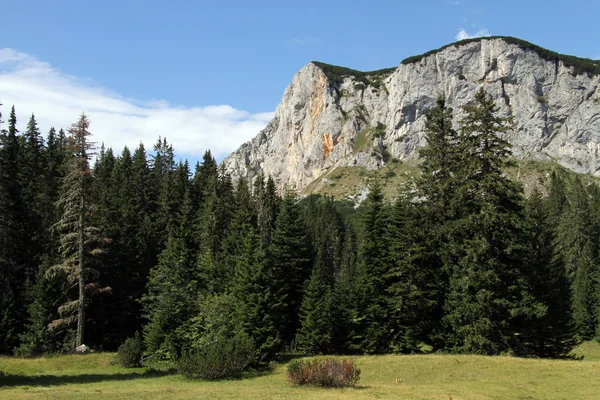 Forêt et montage — Photo