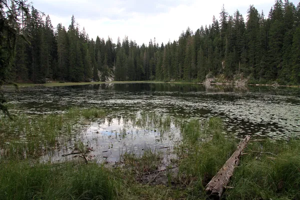 Árvores e lago — Fotografia de Stock