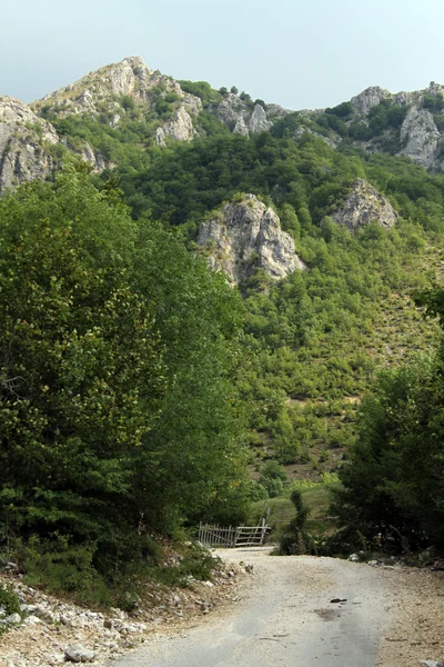 Árboles y carretera — Foto de Stock