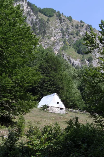 Huis en bomen — Stockfoto