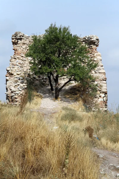 Árvore e torre — Fotografia de Stock