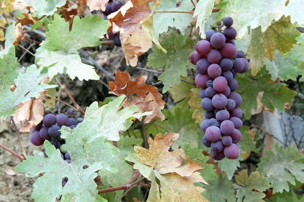 Виноград и листья — стоковое фото