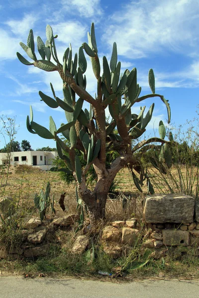 Viejo cactus grande — Foto de Stock