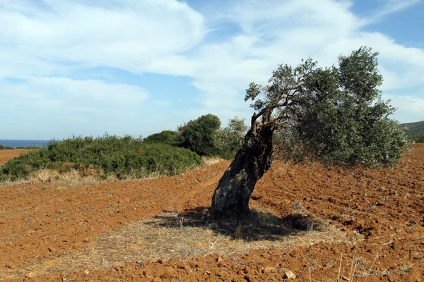 Yalnız ağaç — Stok fotoğraf