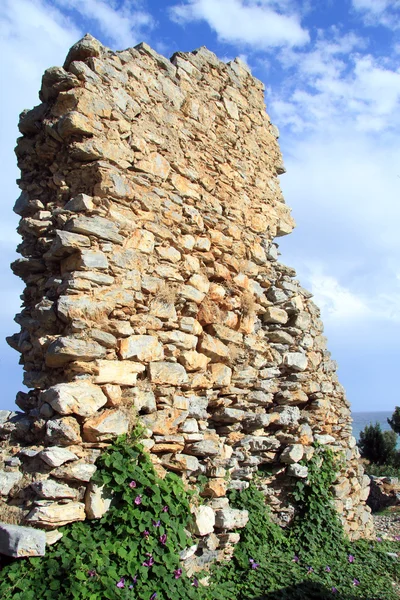 Grünes Gras und grüne Mauer — Stockfoto